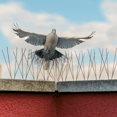 Bird Spikes